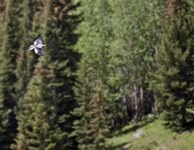 Clarks Nutcracker 3581